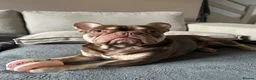 French Bulldog dogs for stud: Enzo - chocolate French bulldog  in Manchester - Advert 5