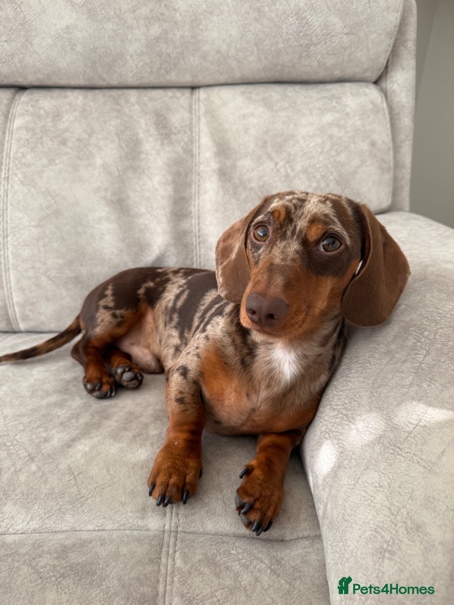 Miniature Dachshund dogs WINSTON THE DAPPLE STUD 🐾🌭 - Advert 1