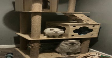 Ragdoll cats - Advert 4