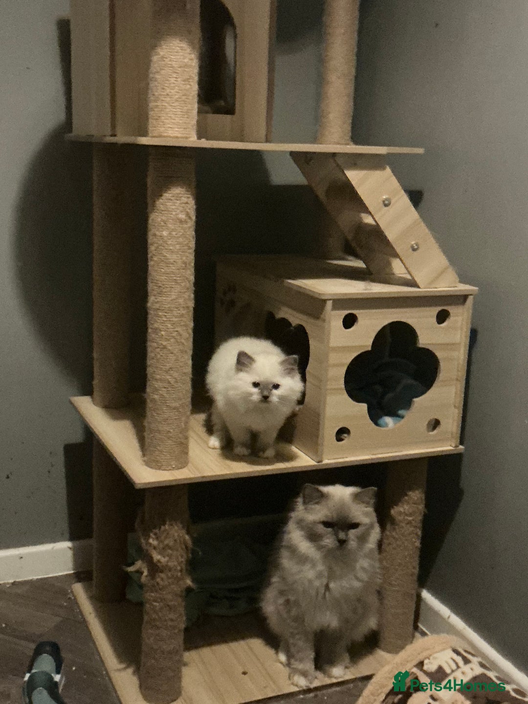 Ragdoll cats for sale: Tica European Ragdoll kittens  - Image 3
