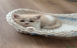 British Shorthair cats for sale: Beautiful , soft teddy bears 🩷🩷💙 - Image 12