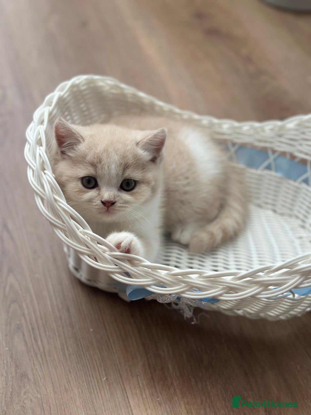 British Shorthair cats for sale: Beautiful , soft teddy bears 🩷🩷💙 - Image 12