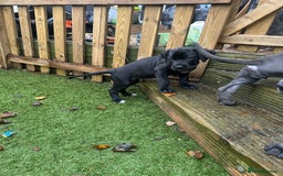 Mixed Breed dogs for sale: Cane corso/Great Dane puppies for sale ✨✨ - Image 15