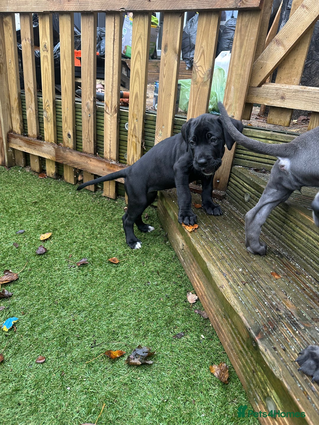 Mixed Breed dogs for sale: Cane corso/Great Dane puppies for sale ✨✨ - Image 15