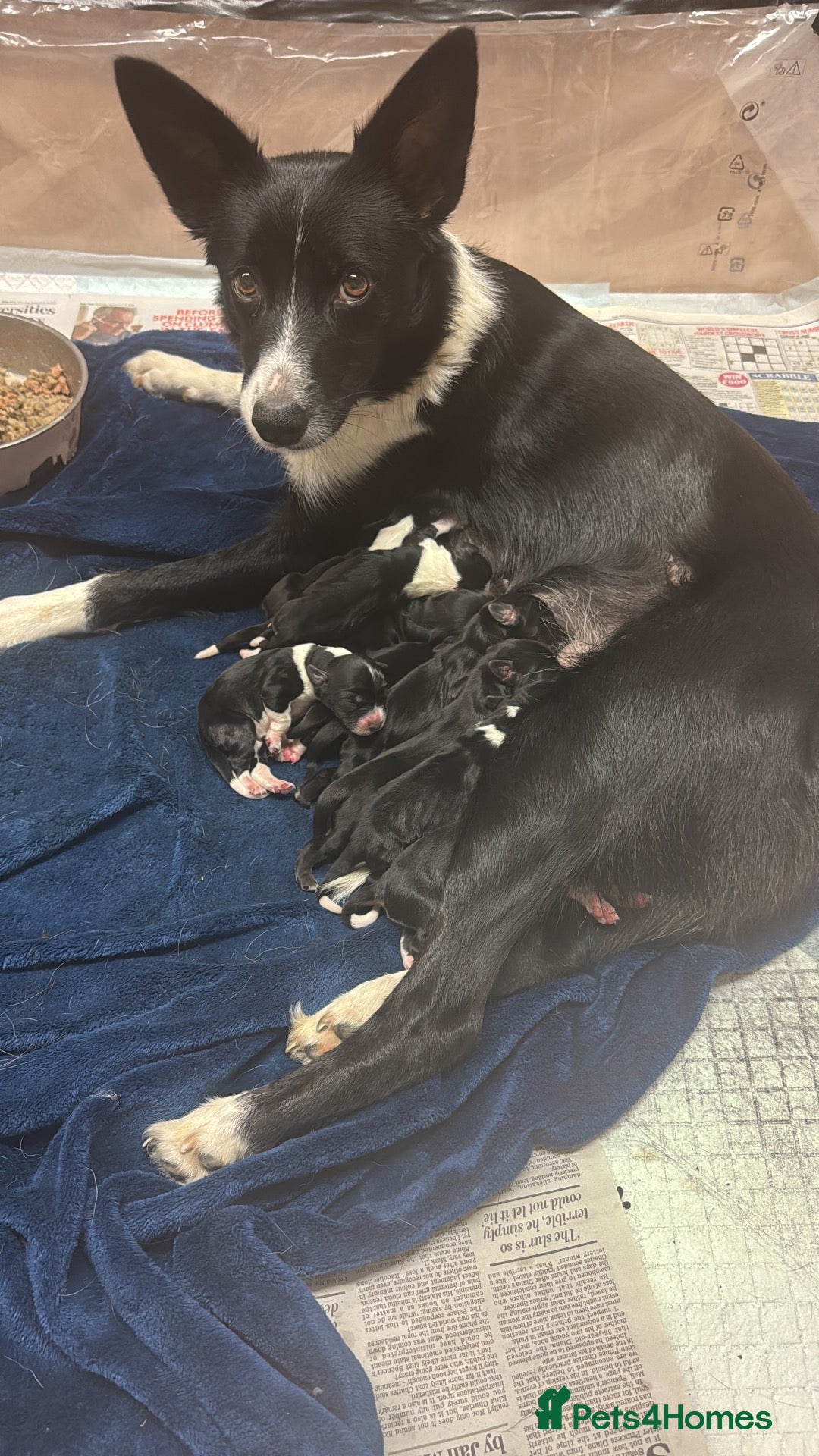 Borador dogs Borador Puppies for sale  - Advert 1