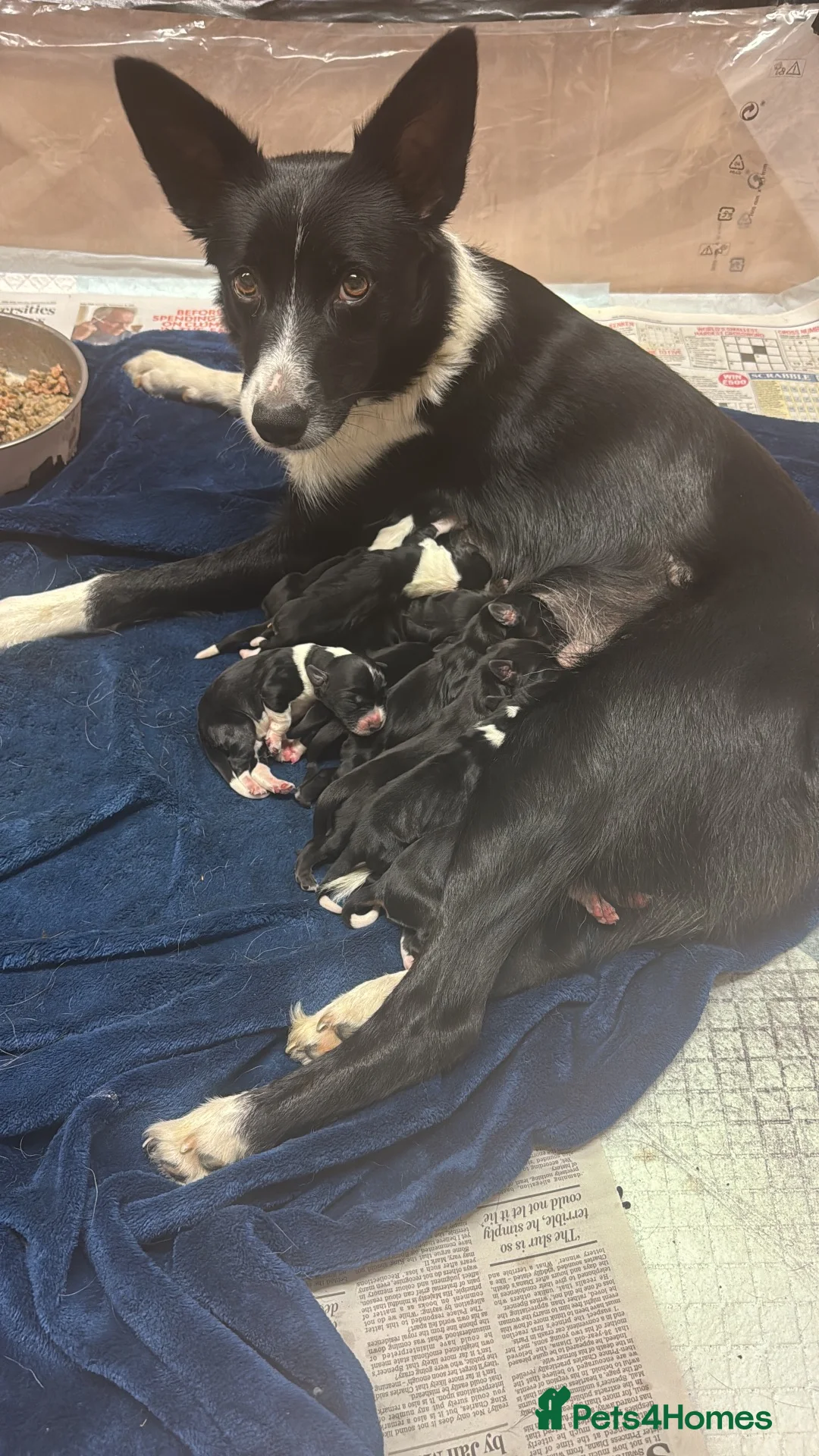 Borador dogs for sale: Borador Puppies for sale  - Advert 1