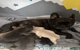 French Bulldog dogs for sale: 6 beautiful French bulldog puppies.  - Image 8