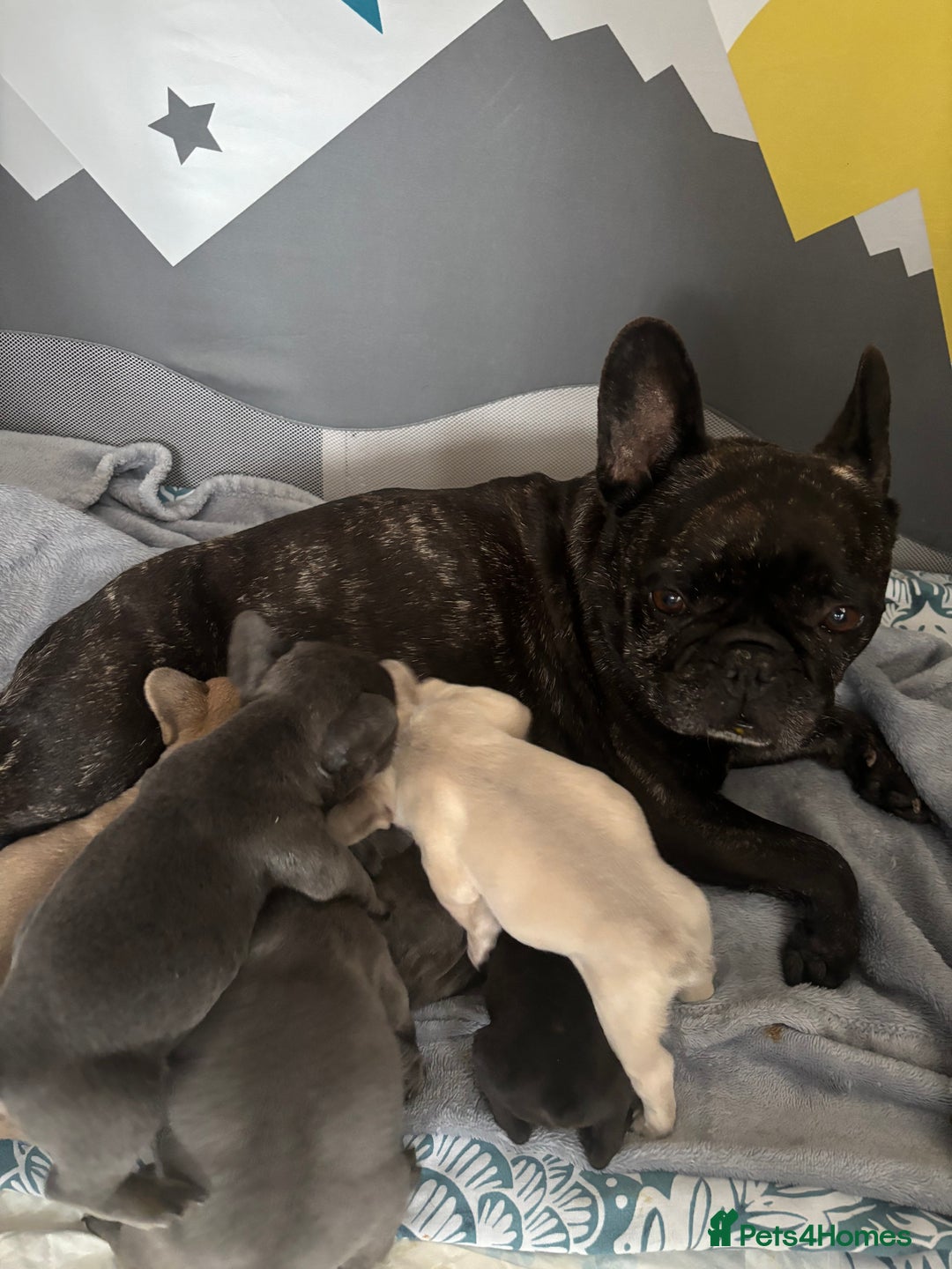 French Bulldog dogs for sale: 6 beautiful French bulldog puppies.  - Image 8