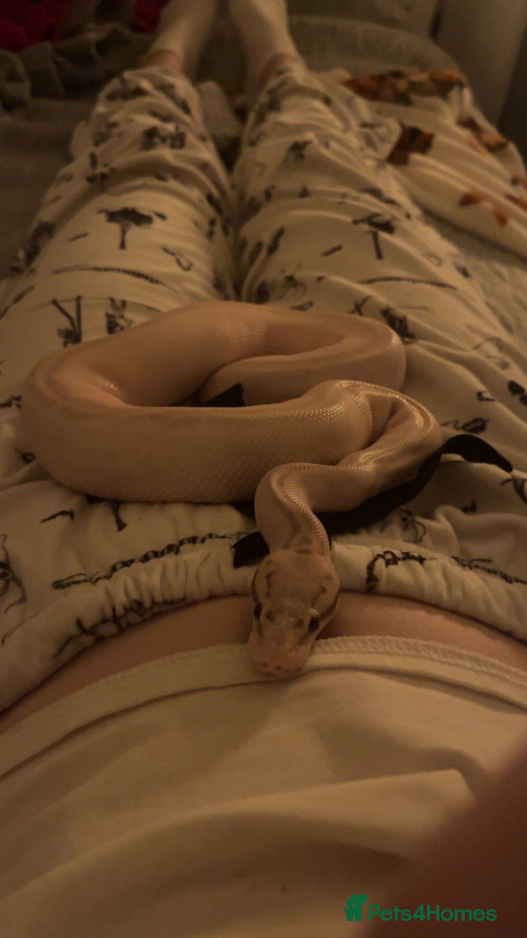 Python Snake reptiles for sale: Super lemon pastel highway ball python  - Advert 4