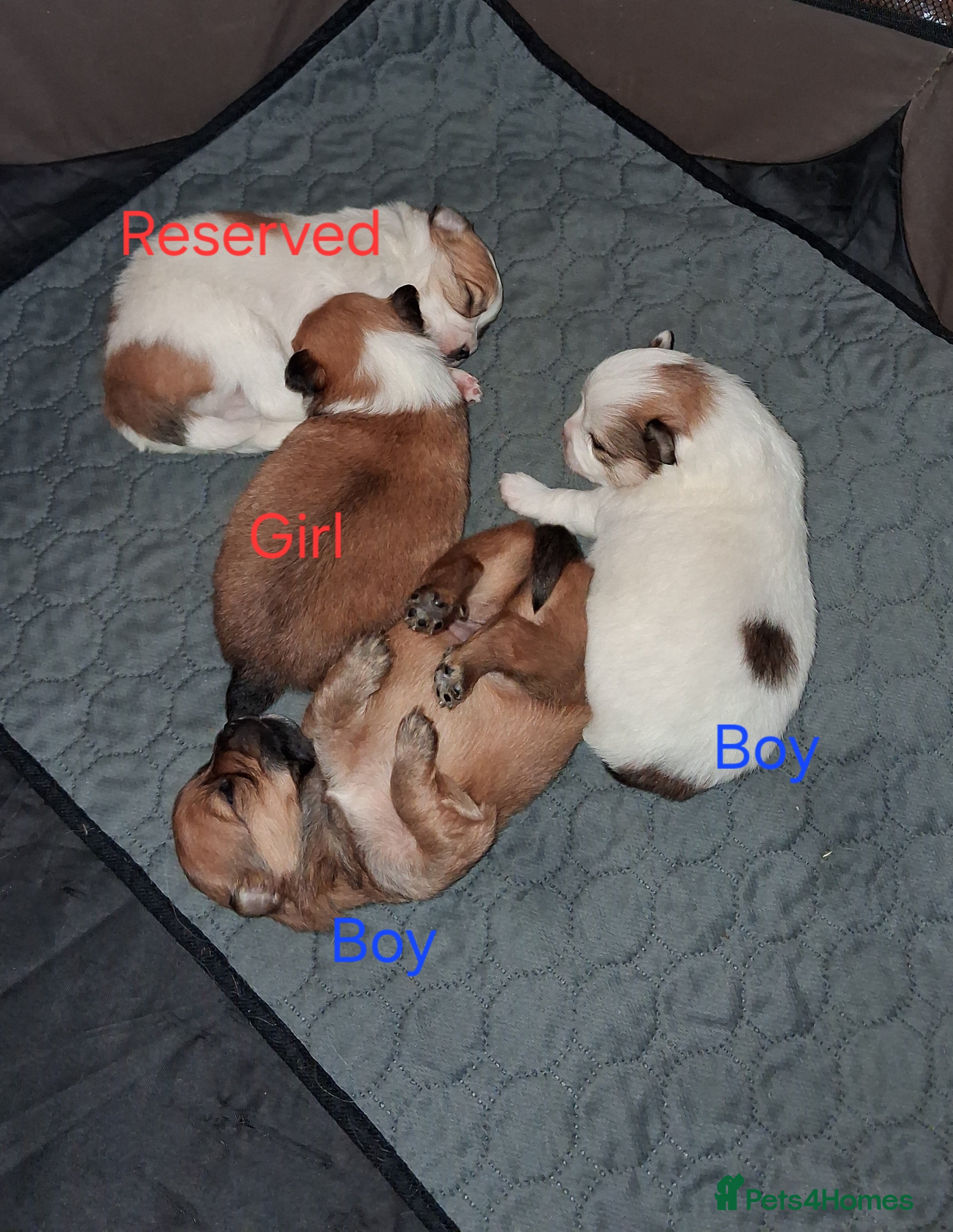 Pomchi dogs Pomchi puppies - Advert 1