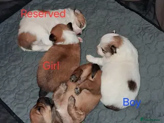 Pomchi dogs Pomchi puppies - Advert 1