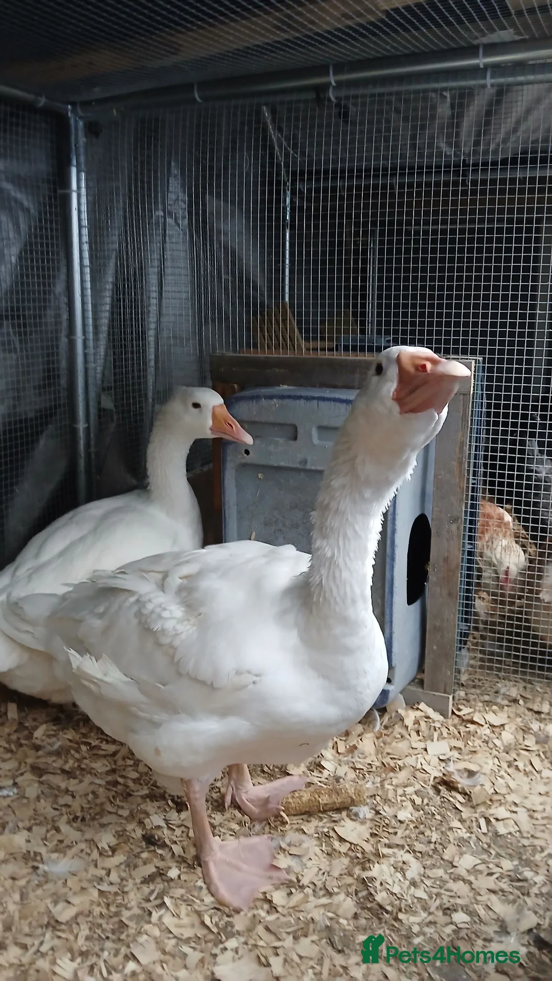 Geese poultry for sale: 2 x geese - Advert 2