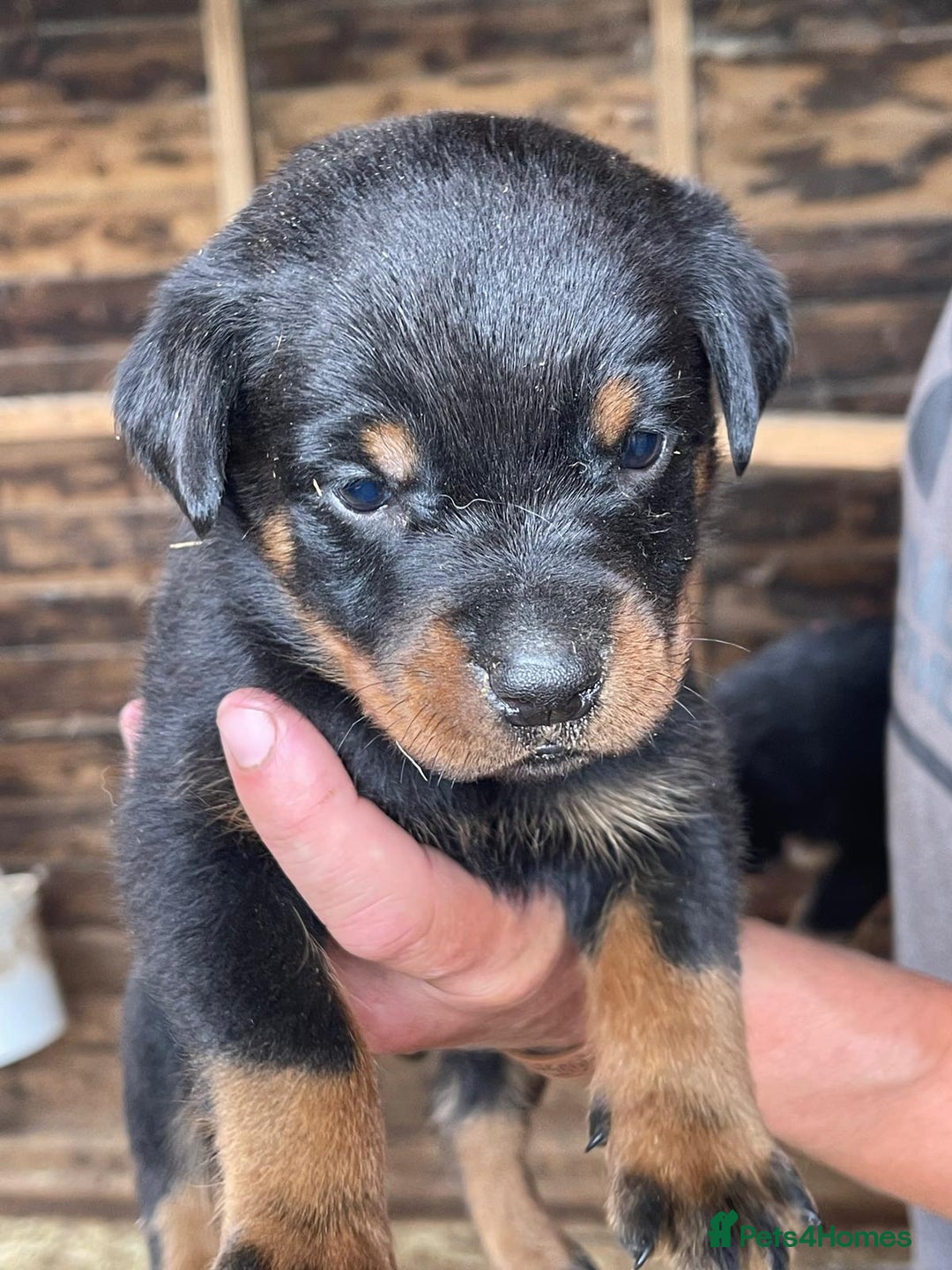Rottweiler dogs for sale: Rottweiler pups - Image 11