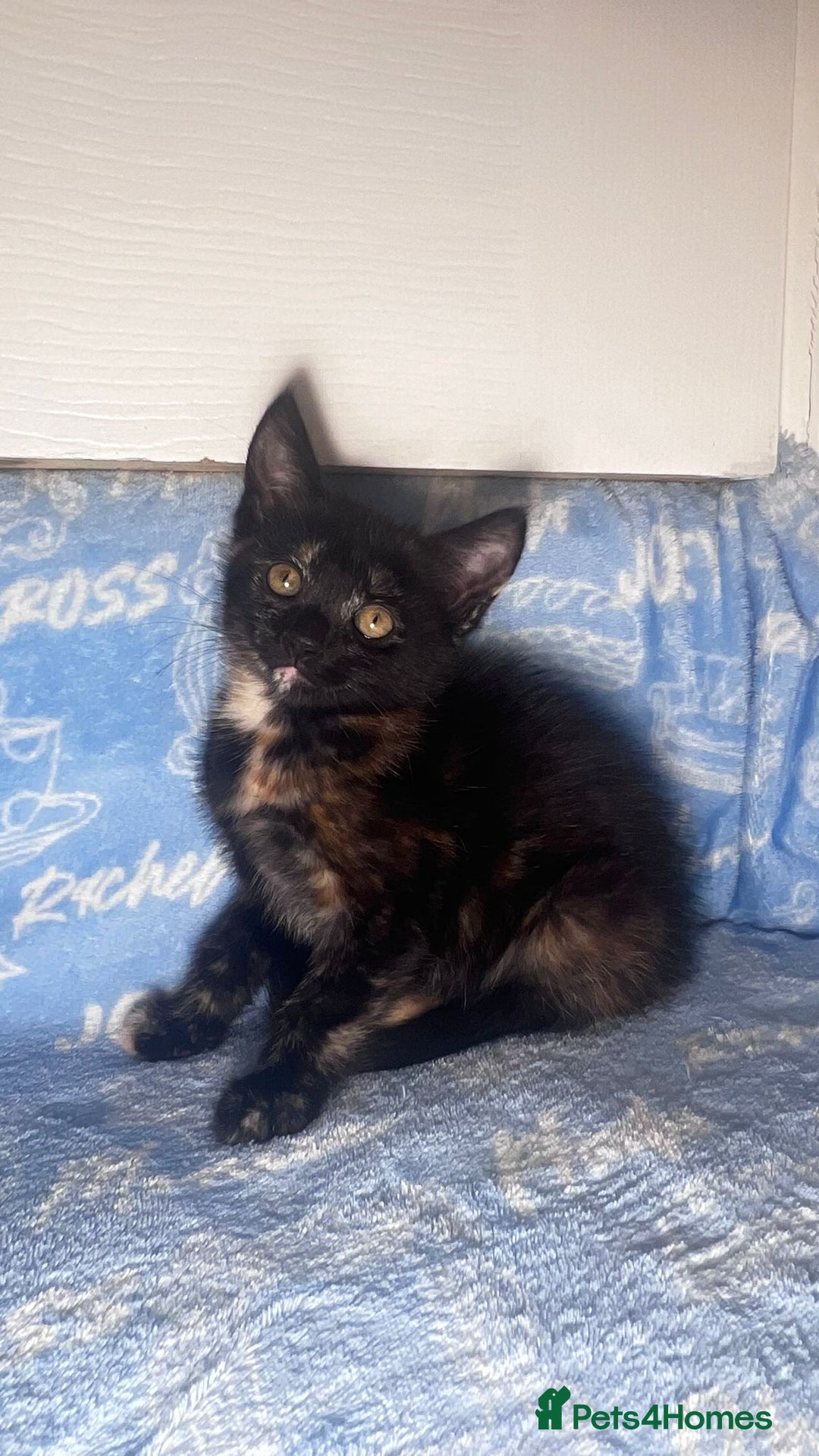 Mixed Breed cats for sale: 6 Lovely Kittens - Image 17