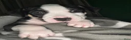 American Bulldog dogs for sale: Beautiful American Bulldogs - Family Raised  in London - Advert 12