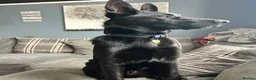 Mixed Breed dogs for sale: 6 month old Belgian malinois x German shepherd  - Advert 5