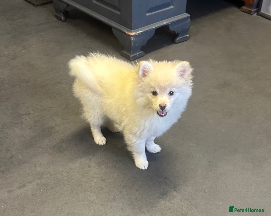 Pomsky dogs for sale: Stunning perfect husky markings f3 Pomsky puppies - Advert 16