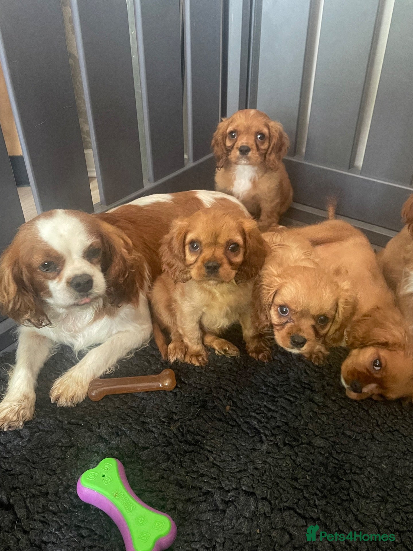 Cavalier King Charles Spaniel dogs Red full breed cavalier boys  - Advert 2