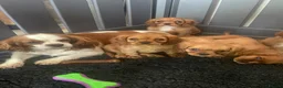 Cavalier King Charles Spaniel dogs for sale: Red full breed cavalier boys  - Advert 2