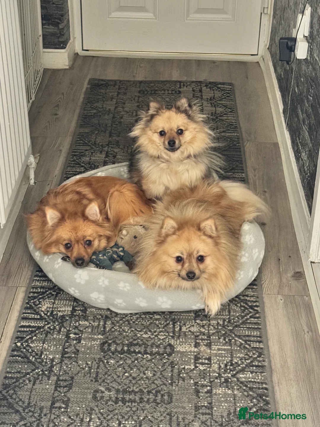 Pomeranian dogs for sale: ✨🐶One BOY Adorable Pomeranian Puppy 🐶✨ - Advert 20
