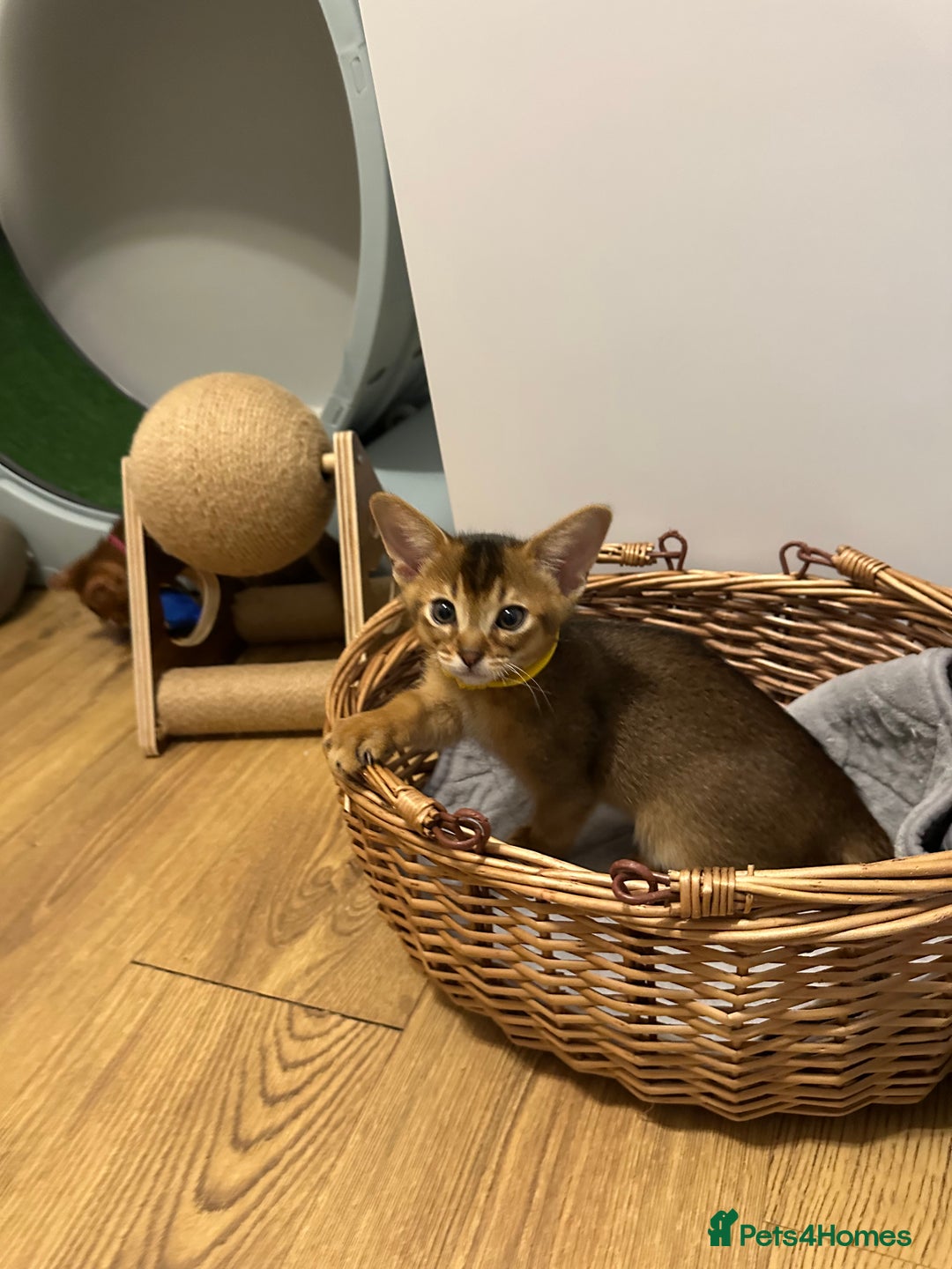 Abyssinian cats for sale: Pedigree Abyssinian kittens  - Advert 28