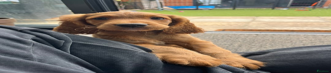 Mixed Breed Puppy 5