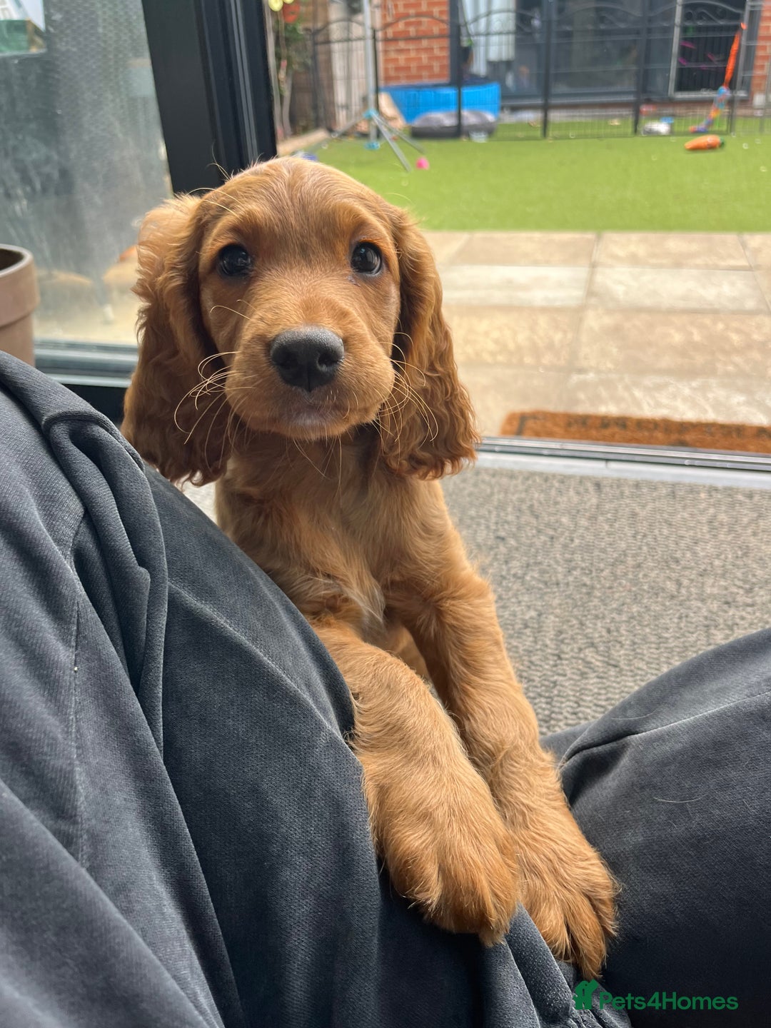 Mixed Breed dogs for sale: 1 female puppy left - Beautiful Goldendoodle cross - Image 1