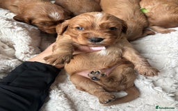 Cockalier dogs for sale: Cockalier puppies for sale  - Image 1
