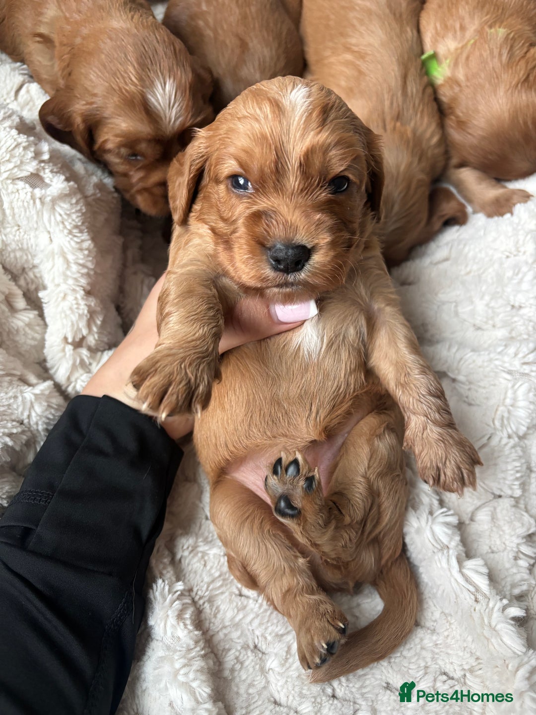 Cockalier dogs for sale: Cockalier puppies for sale  - Image 1