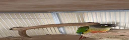 Conures birds for sale: 2 conures for sale  - Advert 2