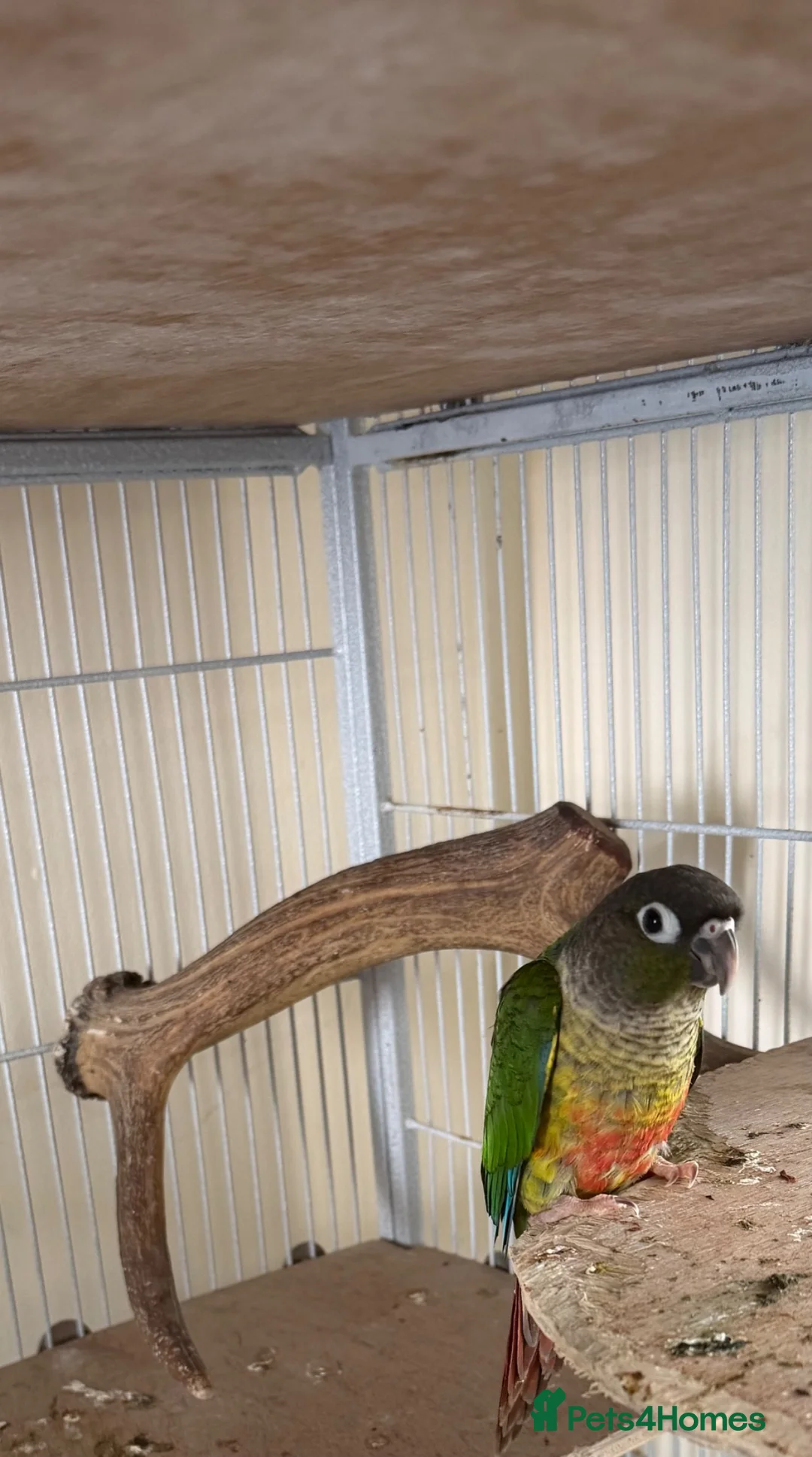 Conures birds for sale: 2 conures for sale  - Advert 2