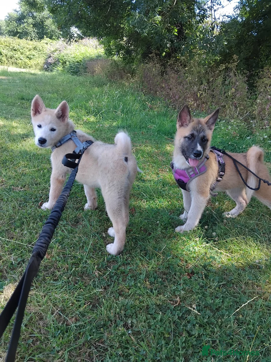 Mixed Breed dogs for sale: 🐾 Beautiful 4-Month-Old Puppies – £850 Each 🐾 in Paignton - Advert 2