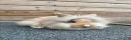 Lionhead rabbits for sale: Vienna marked lionhead doe - Advert 1