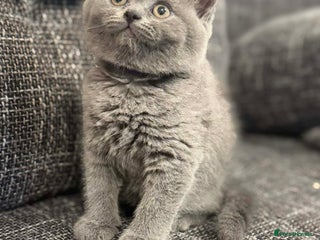 British Shorthair cats 🐾 Beautiful 7 British Shorthair Kittens 🐾 - Advert 6