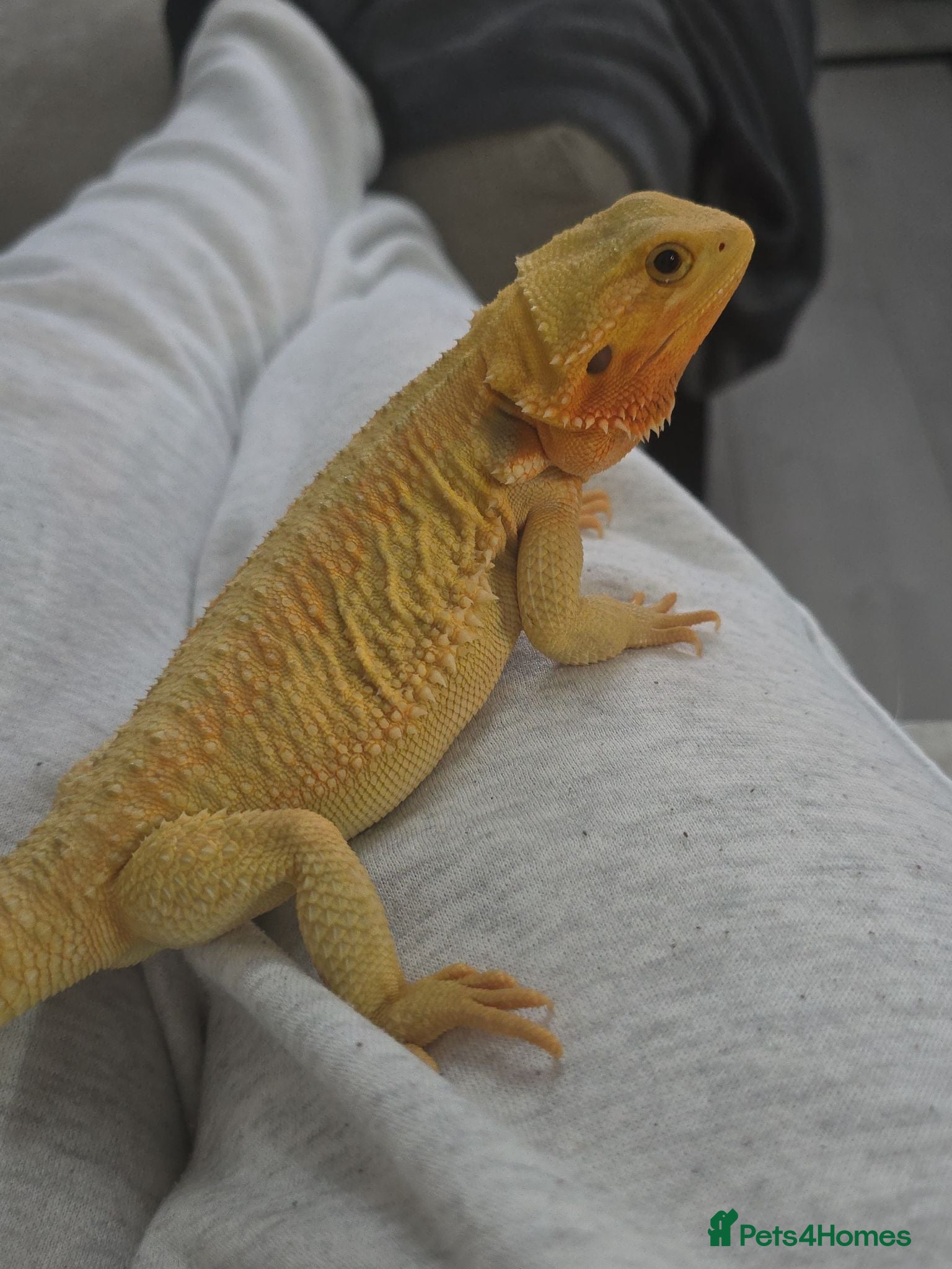Bearded Dragon reptiles Female bearded dragon - Advert 1