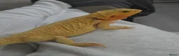 Bearded Dragon reptiles for sale: Female bearded dragon in Nantwich - Advert 1