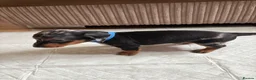 Dachshund dogs for sale: Miniature/Half-Miniature Dachshund Puppies  in Chatham - Advert 7