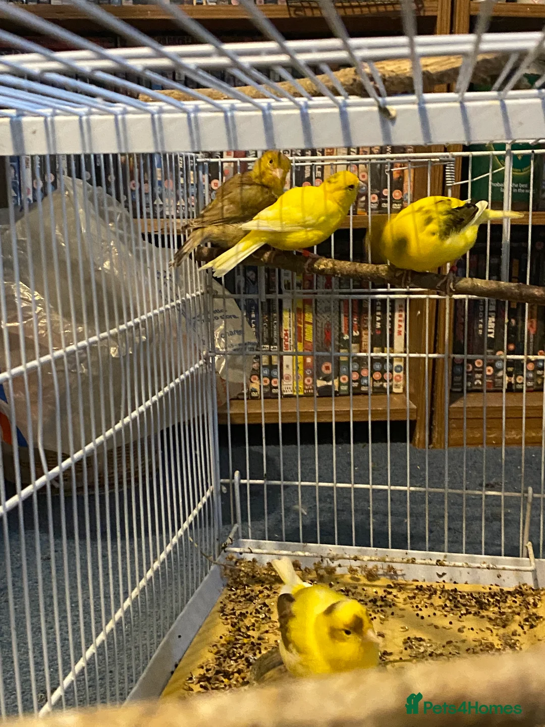 Canaries birds for sale: 3 pairs of canaries for sale  - Advert 1