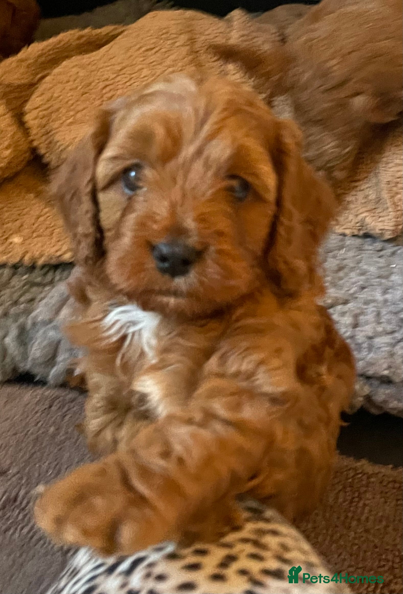 Cavapoo dogs F1b Cavapoooo  - Advert 1