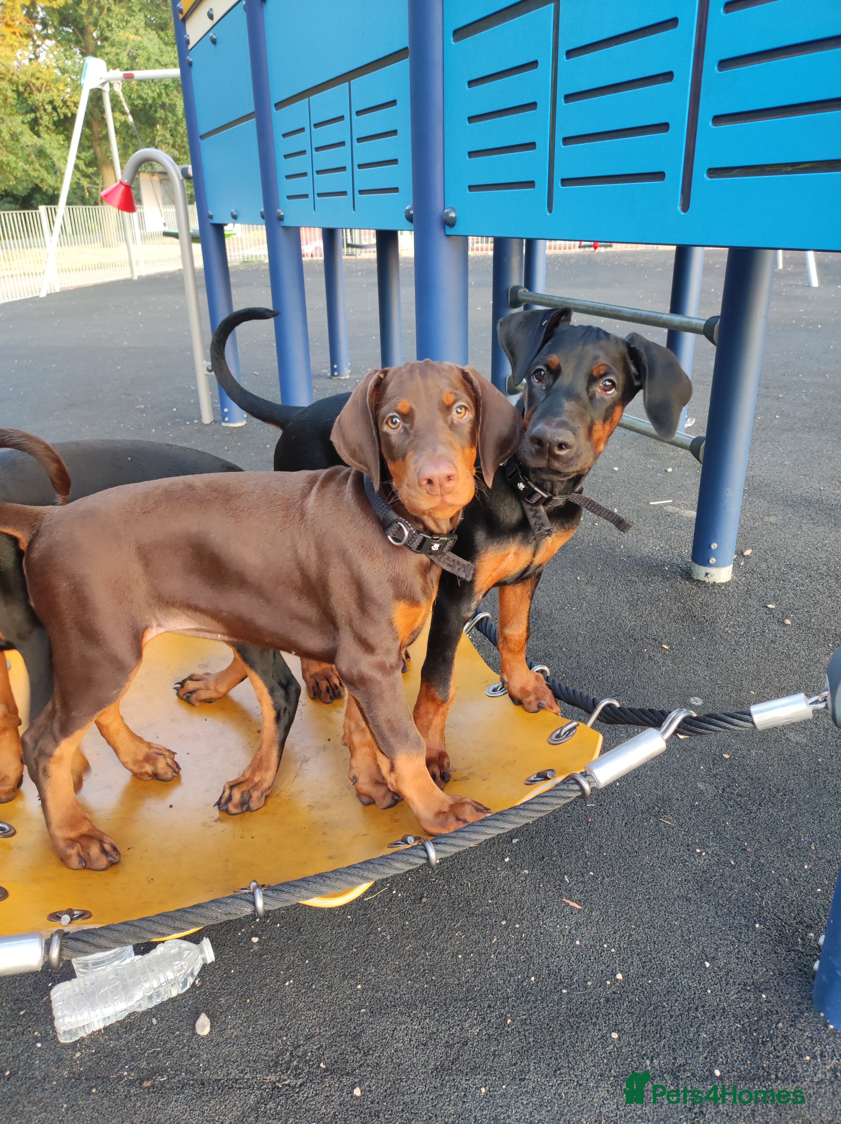 Dobermann dogs Adorable Doberman puppies  - Advert 9