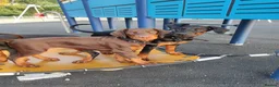 Dobermann dogs for sale: Adorable Doberman puppies PRICE REDUCTION £1650 - Advert 7