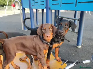 Dobermann dogs Adorable Doberman puppies - Advert 9