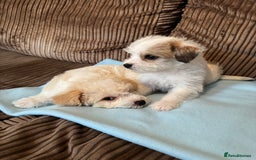Mixed Breed dogs for sale: ❤️🐶🐾Beautiful Jackapoo & Maltipoo puppies 🐾🐶❤️ - Image 2