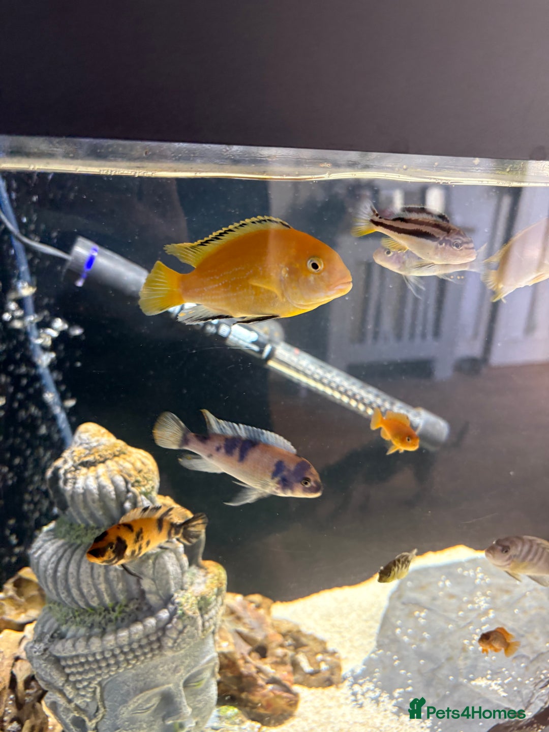 Cichlids fish for sale: Yellow lab mbuna cichlids - Image 3