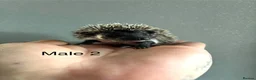 Pygmy Hedgehog rodents for sale: Gorgeous litter for Sale!  - Advert 22