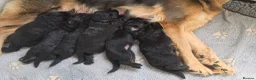German Shepherd dogs for sale: 2 healthy straight back KC registered male GSP's  - Advert 3