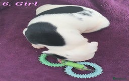 Mixed Breed dogs for sale: English/American Staffy Pups - Image 12