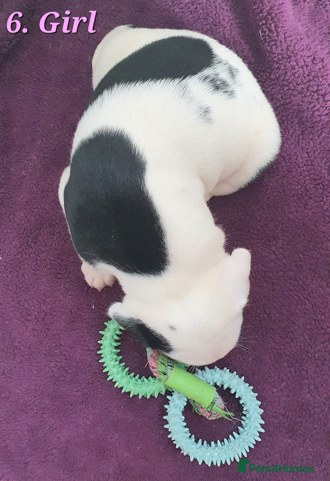 Mixed Breed dogs for sale: English/American Staffy Pups - Image 12