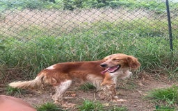 English Setter dogs for adoption: Piti  - Image 2