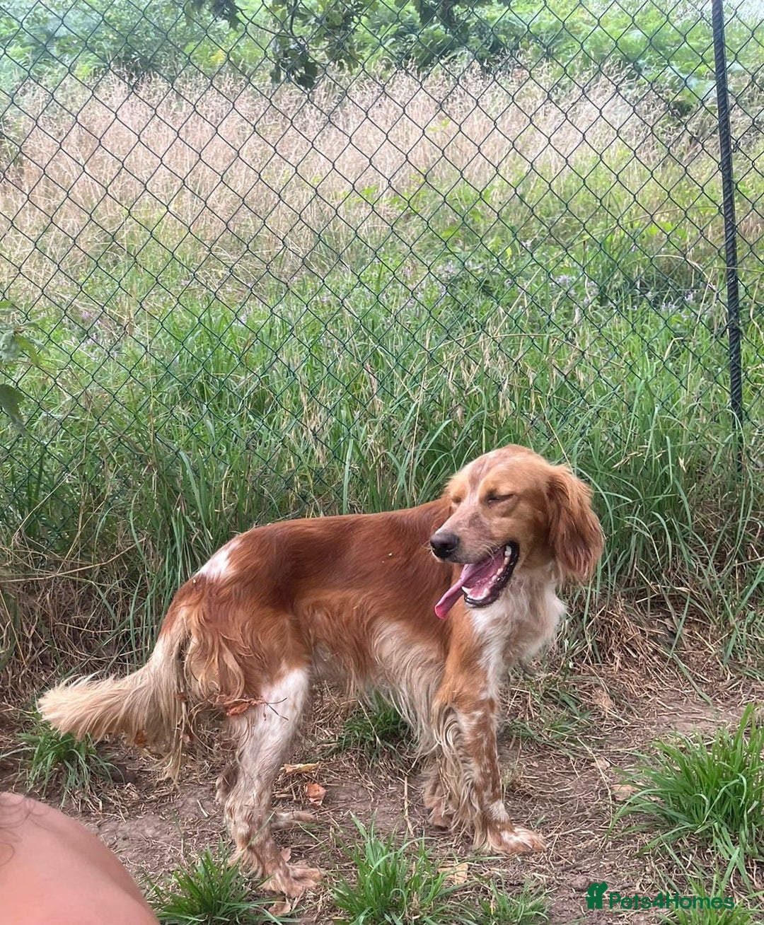 English Setter dogs for adoption: Piti  - Image 2